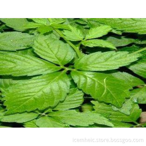 Gynostemma pentaphylla Chinese Herbal Extract , chinese wei
